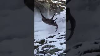 Ibex Falling From mountains adventure jungle wildlife himalayas karakoram [upl. by Acirred]