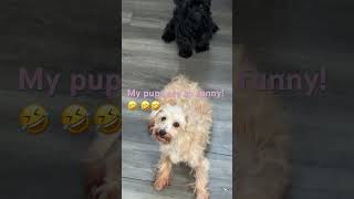 Amore and Joey have been being silly all morning They are too funny 🐶🤣🐕🥰 dogs cute funny [upl. by Eked]