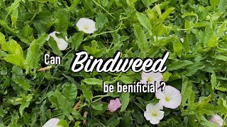 All About Bindweed and how Im getting rid of it [upl. by Remlap]