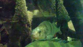 Fully grown Perch and Pike in a tank  Flussbarsch und Hechtbecken  Aquazoo 2348 [upl. by Oalsecnew]