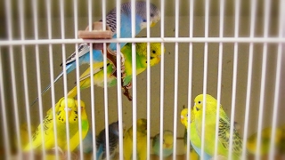 Budgie  Parakeet Sounds  Singing flock in Pet Store [upl. by Elehcar]