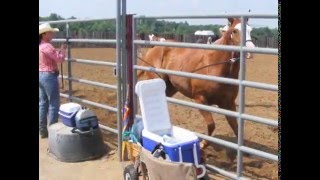 Clinton Anderson Downunder Horsemanship 10 day clinic in 2007 Part 3 of 4 [upl. by Chesna]