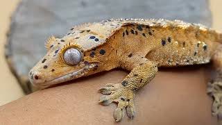 Crested Gecko Genetics simplified [upl. by Armallas]