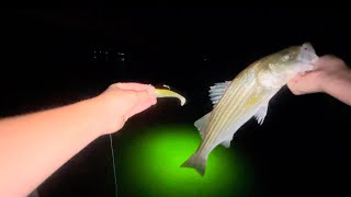 Catching Stripped Bass on 3 Inch NLBN’s at GREENLIGHTS [upl. by Adao]