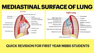 Mediastinal surface of lungs  Relations of mediastinal surface of lungs  Lungs anatomy [upl. by Publia]