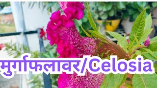 मुर्गा फ्लावरMurga flowercelosía  How to growcareamp update Celosía plant [upl. by Eiclek]