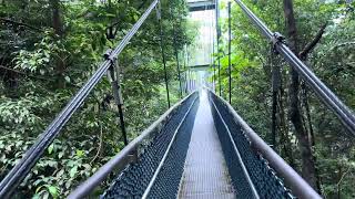 MacRitchie Trail TreeTop Walk [upl. by Floeter]