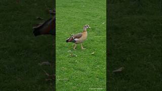 Egyptian goose female  Nilgans Weibchen Heidelberg [upl. by Hsak]