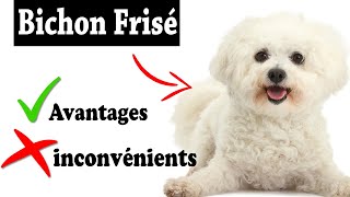 Le Bichon Frisé Avantages et Inconvénients  Bichon Frisé Le mal Et Le Bien De La Race [upl. by Nerok]