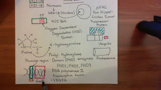 The Vascular Endothelial Growth Factor Part 2 [upl. by Eladnwahs827]