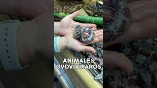 Animales Ovovivíparos animals animales mascotas viviparos oviparos [upl. by Benedicto]