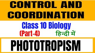 phototropism in plants class 10 in hindi  control and coordination class 10 in hindi [upl. by Martineau]