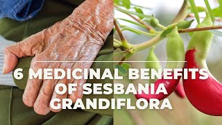 6 Beneficial Medicinal Benefits of Sesbania Grandiflora [upl. by Ihpen]