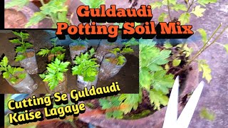 ll Guldaudi Potting Soil Mix l Cutting Se Guldaudi Kaise Lagaye ll greenandgardening3562 [upl. by Qahsi]