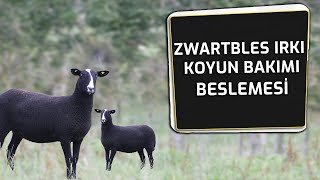 ZWARTBLES IRKI KOYUN Ã–ZELLÄ°KLERÄ° BAKIMI VE BESLEMESÄ°  HEKÄ°M GÃ–RÃœÅžÃœ  BURSAKESTEL [upl. by Krantz]