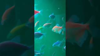 Fish Tank 🐟viralyoutubeshortsshortsytshortstrendingaquariumyt [upl. by Annelak]