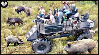 Why Wild Boar Are The Most Invasive Species In Canada  The Way Farmers Deal With Wild Boars [upl. by Anilorak]