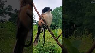 Picture the long tailed shrike [upl. by Perry]