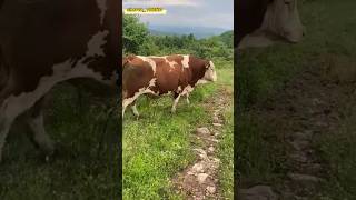 Simmental poroda mollari 🇺🇿👍🇺🇿👍🇺🇿👍 [upl. by Nrubliw]