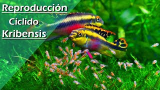 83💜 Reproducción  Criar  Breeding Pez KRIBENSIS MUY FÁCIL Pelvicachromis Pulcher [upl. by Ahsiuqet]