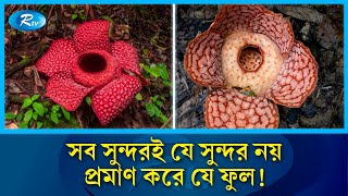 সৌন্দর্যের আড়ালে পঁচা মাংসের দুর্গন্ধ ছড়ায় যে ফুল  Meat flower  stench mountain  Rtv News [upl. by Nerej]