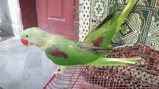 beautiful raw perrots funny videorawtalkingparrot cute parrot sKingbirds755 please like [upl. by Now]