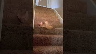 The way cats go downstairs🤣🙀foryou funny cat funnyvideo cute pets cats animals ❤️🔥 [upl. by Doris779]