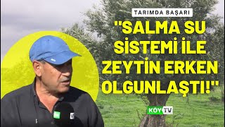 Zeytinde Var Yılı Yok Yılı Var Mı I TARIMDA BAŞARI [upl. by Shannan]