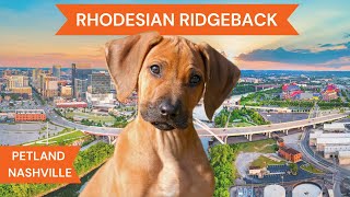 Rhodesian Ridgeback Breed Highlights [upl. by Bridges123]