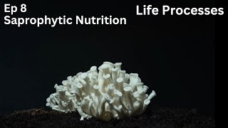 Ep 8  Saprophytic Nutrition  Life Processes  Class 10 [upl. by Slavin202]