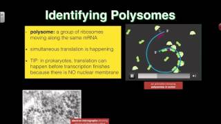 Polysomes 2016 IB Biology [upl. by Pesek]