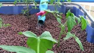 Aquaponics vs Hydroponics [upl. by Bentlee]