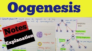 What is oogenesis  Oogenesis class 12  Oogenesis notes  Oogenesis process  Human reproduction [upl. by Alegnatal222]