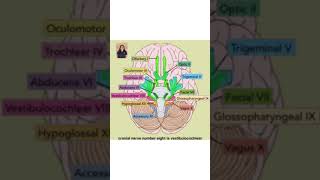 Cranial Nerves 101 [upl. by Ahselrak782]