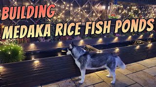 Medaka Rice Fish UK Pond Build from Wooden Garden Planters [upl. by Justin]