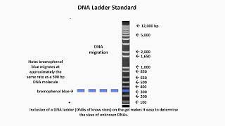 DNA Ladder Standard Definition [upl. by Brinkema543]