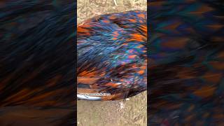 Wow beautiful peacock feathers viralvideo youtubeshorts birds youtube [upl. by Eissolf]