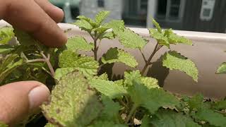 Do this to make Lemon Balm Healthy Simple Method Propagate Lemon Balm [upl. by Lorrimer]