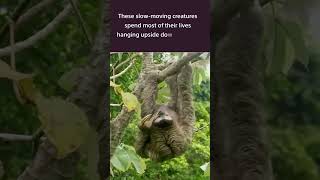 Three  Toed Sloths Are Fascinating Creatures [upl. by Bealle]