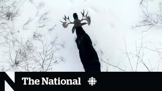 Bull moose shedding its antlers caught on video  The Moment [upl. by Arhaz855]