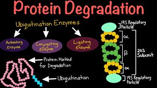 Protein Degradation via Ubiquitination and the Proteosome  Biochemistry [upl. by Lleze]