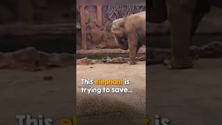 This elephant is trying to save animalworld iworldchannel shortvideos viralshorts [upl. by Arvell66]