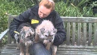 Dogs Trust West London Border Terriers seeking a home [upl. by Menides930]