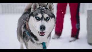 HUSKY DOG BLUE EYES  Cinematic Video [upl. by Wilburt]