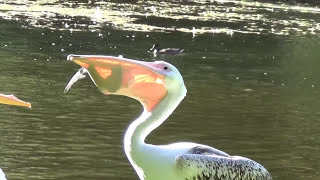 Pelican Eats a Live Pigeon [upl. by Spain]