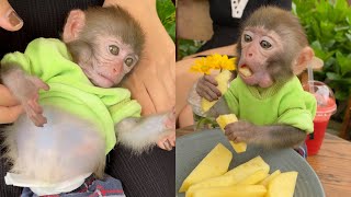 Lovely moments of Pika monkeys and other animals P75 [upl. by Rosella]