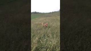 Saluki dog running in double suspension gait  slow motion [upl. by Anaidirib284]