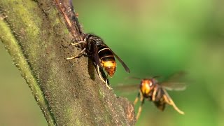 A avespa asiática unha ameaza ambiental vespa velutina [upl. by Akelahs710]