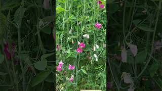 LATHYRUS ODORATUS quotRED ROVERquot marimarvlog3757 shourts [upl. by Clea989]