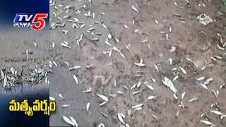 Fish Rain in Nuziveedu  Fishes Fall From the Sky  TV5 News [upl. by Marney]